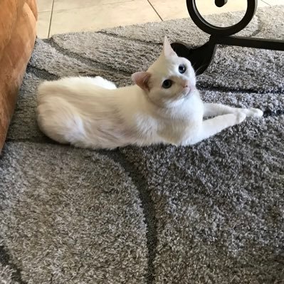 keliroo13's profile picture. Histology Tech, animal lover.