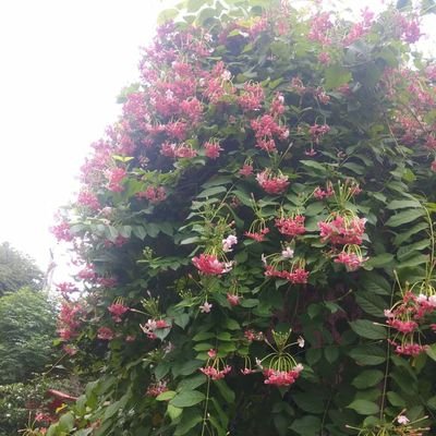 DipakBorsa7's profile picture. injoy