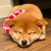 @goma_shibainuFX