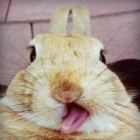 Зайка Облезлая❌ (@zoikaoblezova) 's Twitter Profile Photo
