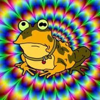 Hypnotoad (@hypnotoadtrader) 's Twitter Profile