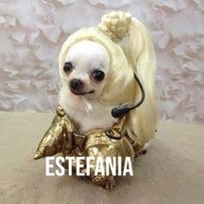 estefaninininia's profile picture. I’m here for the memes