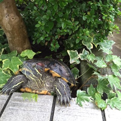 アカミミガメのもちっこ♀おちび ♀ スッポンのすぽ ♀毎日が試行錯誤😵 🐢ってわからない事が多すぎる💦 困ってTwitter始めました 色々教えて頂けると嬉しいです 無言フォローすいません🙇♀️