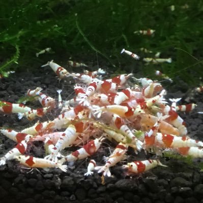 runrunpetch's profile picture. モルモット・文鳥2羽・レッドビーシュリンプいっぱいを飼ってます！YouTubeもやってるので是非チャンネル登録お願いします！