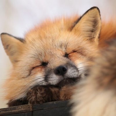 NovaclanMG1's profile picture. Nova clanの MG 兼 選手をしています。