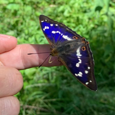 Natural history buff and angler since I could walk thanks to grandparents. Butterflies, birds, orchids, Barbel and Purple Emperors my passions.