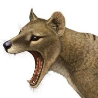 BlueThylacine's profile picture. Founder @atalma_io
https://t.co/2c1yUXJT1r