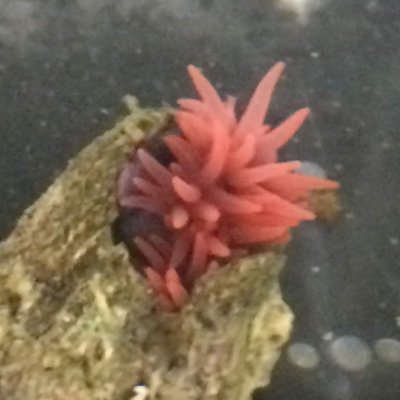 一日一善(平日限定)
一月一善になりつつある
善とは?(哲学)
ウミウシminimini水族館が今日で閉館と聞いてさびしいから
4月5日は #ウミウシ 記念日
徐々に絵が雑になるアカウント