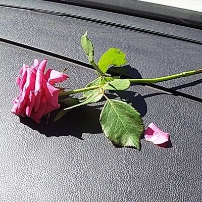 Leila47595097's profile picture. je ss algérienne