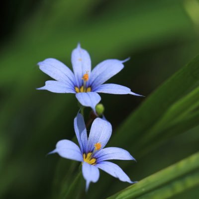 0071whisteria's profile picture. 皇統は守らねばなりません。 日本人のための美しい日本を望みます。