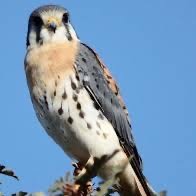 Kestrels Class (@rpskestrels) 's Twitter Profile