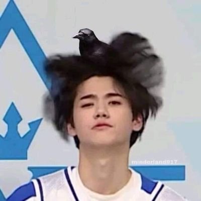 Hi I'm a Light, an Inspirit, Luvity, I stan x1 and all of there individual activities