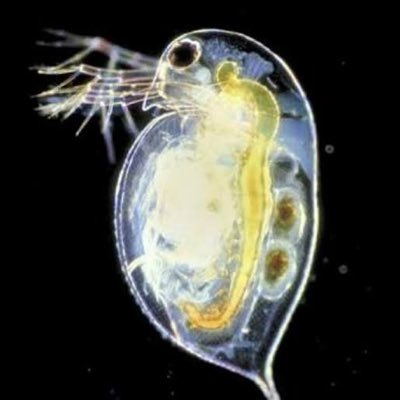 monmonta_rx's profile picture. 博士（学術）🌙心理界隈の人🌙ボイトレ🌙Citypop🌙昭和歌謡🌙演歌🌙サブカル好き🌙筋トレ💪