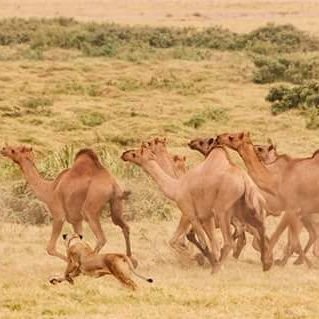 KLentoijoni's profile picture. Msc in Medical Physics, Quantum mechanics, Statistical mechanics and Nuclear Specialist.