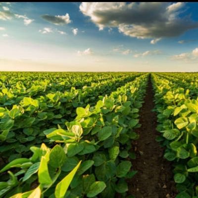 beannjo's profile picture. 