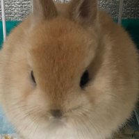 らぴんSS (@lapin_ss) 's Twitter Profile