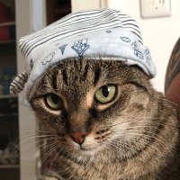 Prozessmin (@blodone) 's Twitter Profile
