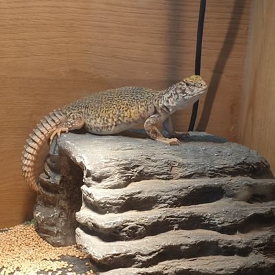 2 year old Moroccan Uromastyx living with my human mum, cat brother & sister  @LunaMarley3 🦎🐈 I am spoilt but mum calls me 'hissy pants' 😅