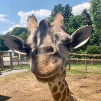 Chattanooga Zoo (@chattanoogazoo) 's Twitter Profile