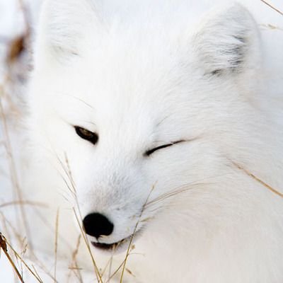 Polarvixenfox Profile Picture