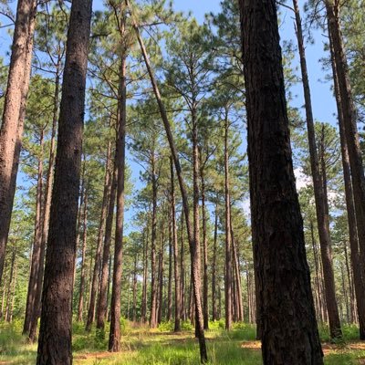 genomicsgirl's profile picture. lover of double helices & trees 🧬👩🏽‍🔬🌎🌛🌳🌴🌲 views are 💯 my own