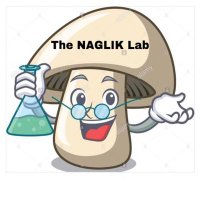 The Naglik Lab(@thenagliklab) 's Twitter Profile Photo