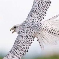 صقر البيداء ⚖ (@9wd3e8nobgxp3ql) Twitter profile photo