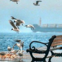 ام الامير (@vjxhxmeemnfhpao) Twitter profile photo