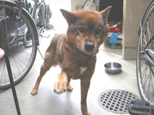 aicotone's profile picture. 大学職員（業者→図書館→研究支援倫理自己点検IR認証評価FD公開講座他もう何やってるか分からん課→キャリア）  2022年夏に築50年古家大改修経て自宅に。今日も家がかわいくてしょうがない。クレマチス好き。