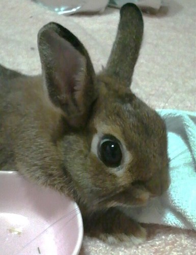 nahoebi's profile picture. 娘と旦那さんと暮らしています。