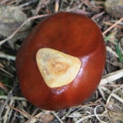 buckeyedennis's profile picture. 