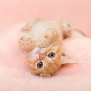 CatsWorld1's profile picture. 