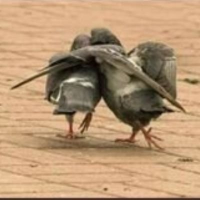 Aboomar141414's profile picture. ‏‏‏‏‏‏‏‏احلامي كحمام الحرم ، مُحرم قتلها