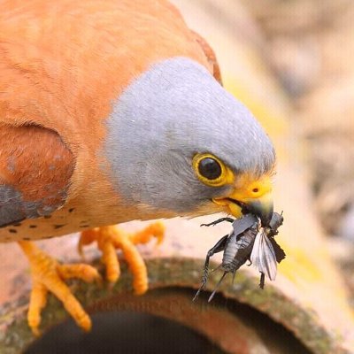 apaloo_severin's profile picture. 