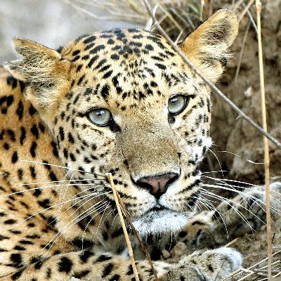 Jhalana Leopard Safari | #Wildlife #photography | Organize wildlife Safari |  Book Safari  