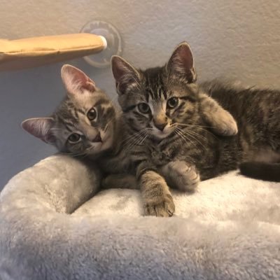 Two happy kittens 😺😺