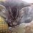 zub11534's profile image