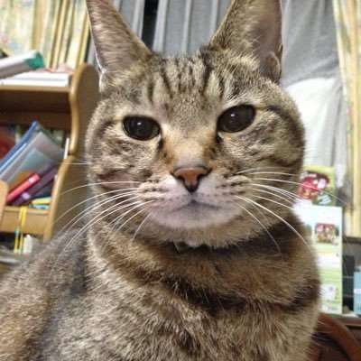 mi_mo49's profile picture. そろそろおじさまになりたいお年頃www