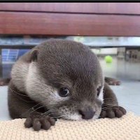 川獺(かわうそ) (@tanukineiri0625) Twitter profile photo