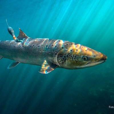 SeaSalar - Atlantic salmon at sea