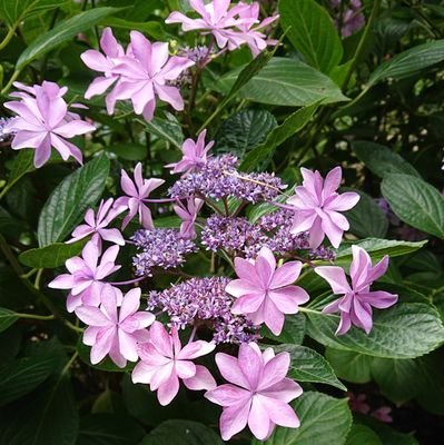 gisi_spica's profile picture. どこかの大学院修士課程を修了し、どこかの企業に就職した男性。