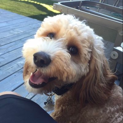 lialabtech's profile picture. 