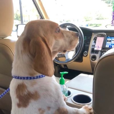 TripletNana3's profile picture. Nana to triplets and🌈Angel Ping. Hates Puppy Mills.Recent rescuer of Stitch,a male Lemon Beagle from a Missouri Puppy Mill.🌈 Ping asked her to.See my freckles