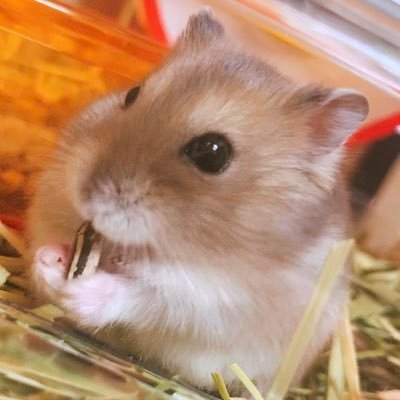 hamster_rinchan Profile Picture