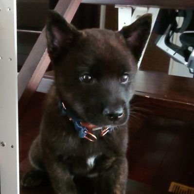 ボス君 甲斐犬大好き アチママ マスク付けないで 店に無いので仕方ない めっちゃ咳してるおじさん 勘弁してよ 服で口防いで 手で口ふさぐのはダメ 手に付くから 5メートルは離れてたから大丈夫だと思うけど 不安だ