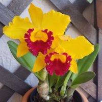 AEC Orchid Blooms(@AecBlooms) 's Twitter Profile Photo