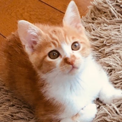 ちゃしろねこのごえもん💕お鼻はピンクのハート💕 #ねこ #ちゃしろねこ #茶白猫 #仔猫 #保護猫 #猫好きさんと繋がりたい #可愛いねこ #猫動画 #ねこ鳴き声
