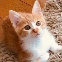 ちゃしろねこのごえもん (@goemon0503) 's Twitter Profile
