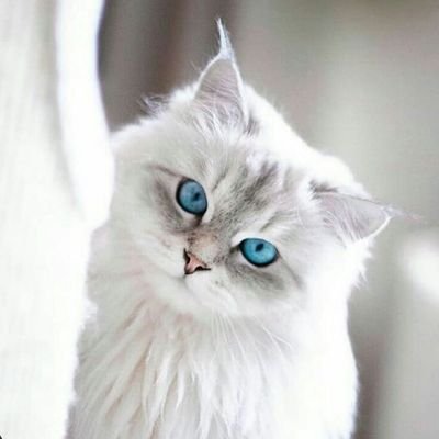 CatsLov74441164's profile picture. Cat Interactive Toy Seller