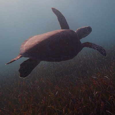 D🔻🔻th to the IOF